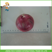 Shandong Harvest Yellow Onion 20kg/Bag